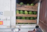 Тюменские таможенники предотвратили незаконный ввоз 20 тонн арбузов