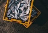В Югре усилен контроль за незаконным оборотом рыбной продукции