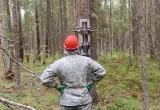 В Югре задержали сборщиков шишек с «кедротрясом»