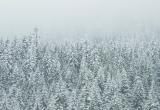 Небольшой снег, изморозь и гололед ожидаются в Югре 18 января