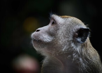 Оспа обезьян: знать, чтобы не допустить заражения