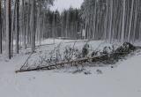 Жителей Нягани просят воздержаться сегодня от посещения городского парка