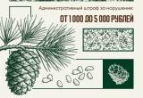 С 25 августа в Югре официально стартует сезон заготовки кедровых шишек