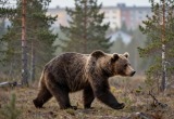 Сгенерировано с помощью ИИ