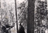 1967 Работники Няганского леспромхоза во время валки леса