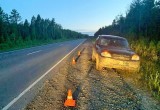 С начала года на дорогах Югры произошло 52 ДТП по причине наезда на животных. ФОТО