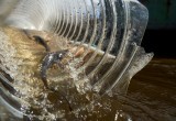 «Запсибтрансгаз» выпустил в Обский бассейн более 26 тысяч мальков сибирского осетра. ФОТО