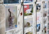 В Нягани открылась фотовыставка бездомных животных. ФОТО