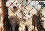 Собаки из Няганского приюта для бездомных животных ищут свой дом