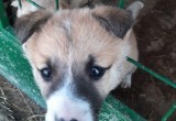 Собаки из Няганского приюта для бездомных животных ищут свой дом