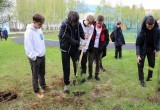 Выпускники 11 классов школы №6 им. А.И.Гордиенко высадили деревья и кустарники на «Аллее выпускников»