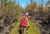 В МЧС рассказали, как тушат пожар в лесах Нягани. ФОТО