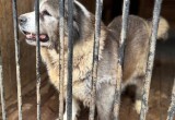 В Нягани служебные собаки в отставке ищут дом