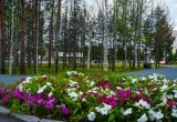 В Нягани специалисты произвели пробную посадку тюльпанов на городской клумбе