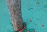 Няганцы разрушают и загрязняют городской парк. ФОТО