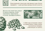 С 25 августа в Югре официально стартует сезон заготовки кедровых шишек